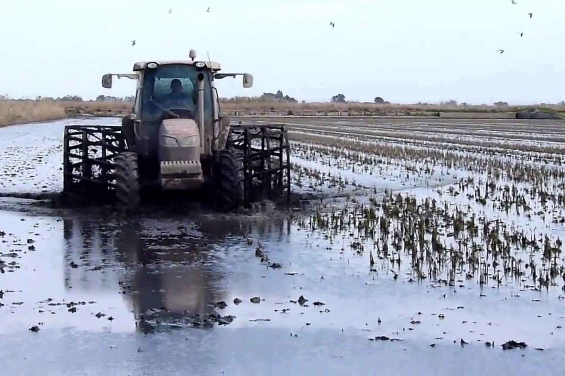 Campos de arroz cerca del taller de maquinaria agrícola en Catarroja